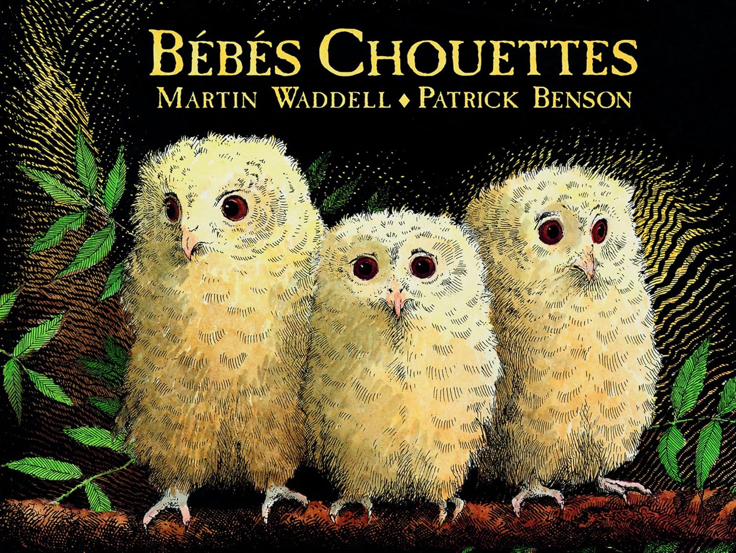 Livre Bébés chouettes - Martin Waddell (Livre d'occasion) - ISBN 2211221181