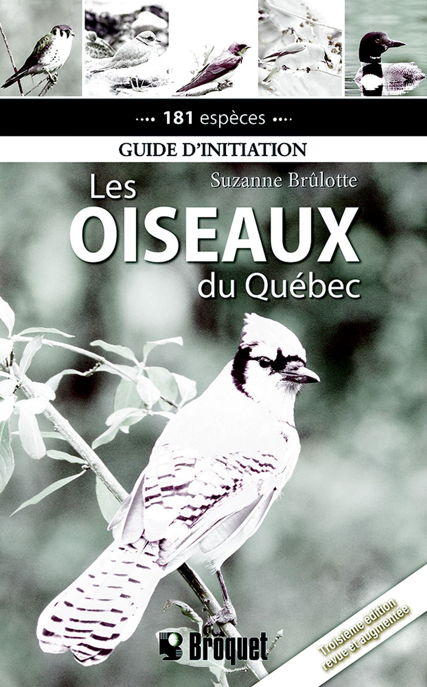 Livre Les oiseaux du Québec - Sucanne Brûlotte (Livre d'occasion) - ISBN 2896546928
