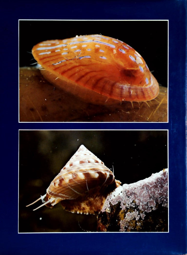 Les mollusques marins (Jean M. Gaillard)