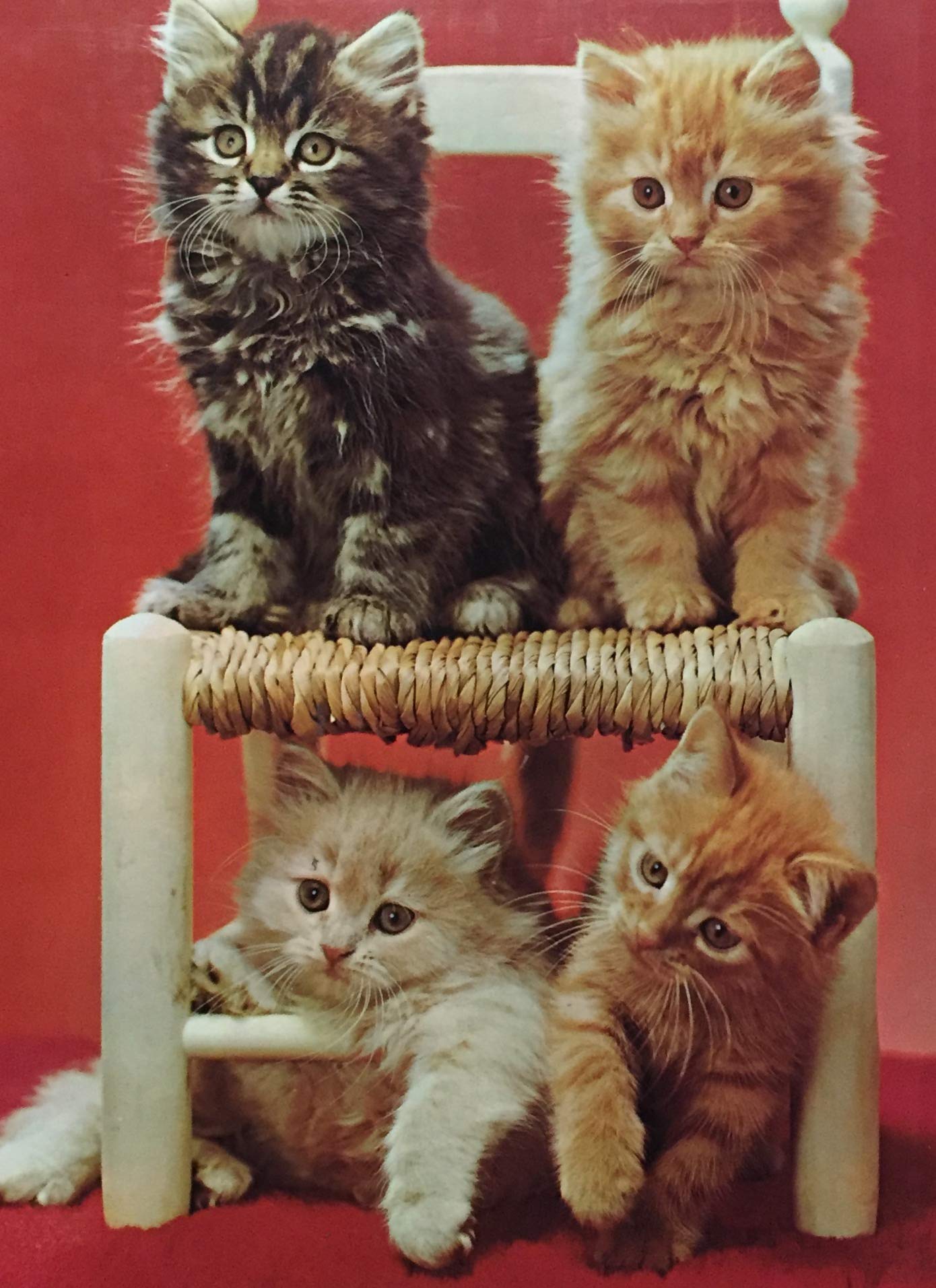 Le monde animal : Les chats