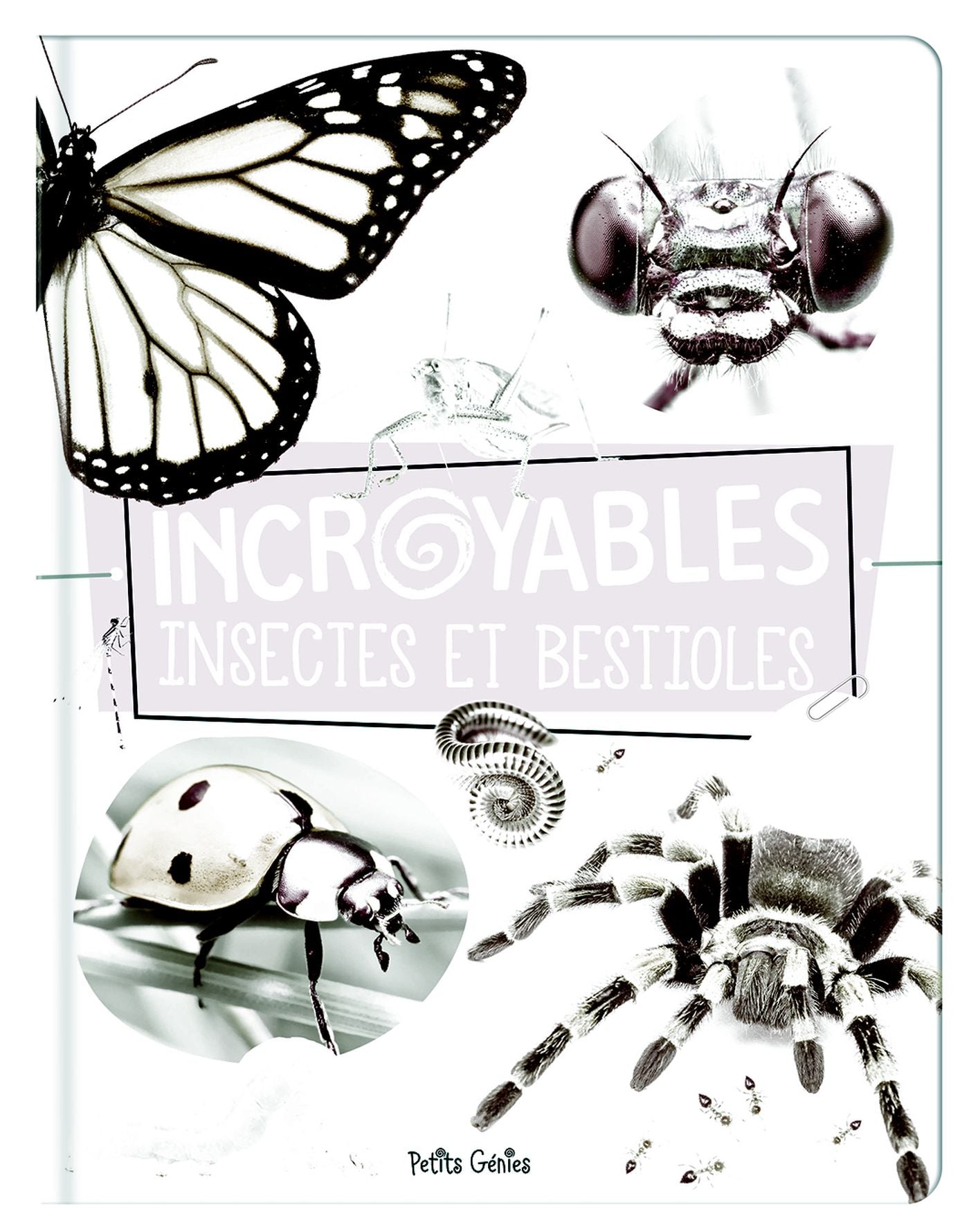 Livre Incroyables insectes et bestioles - Danielle Robichaud (Livre neuf)