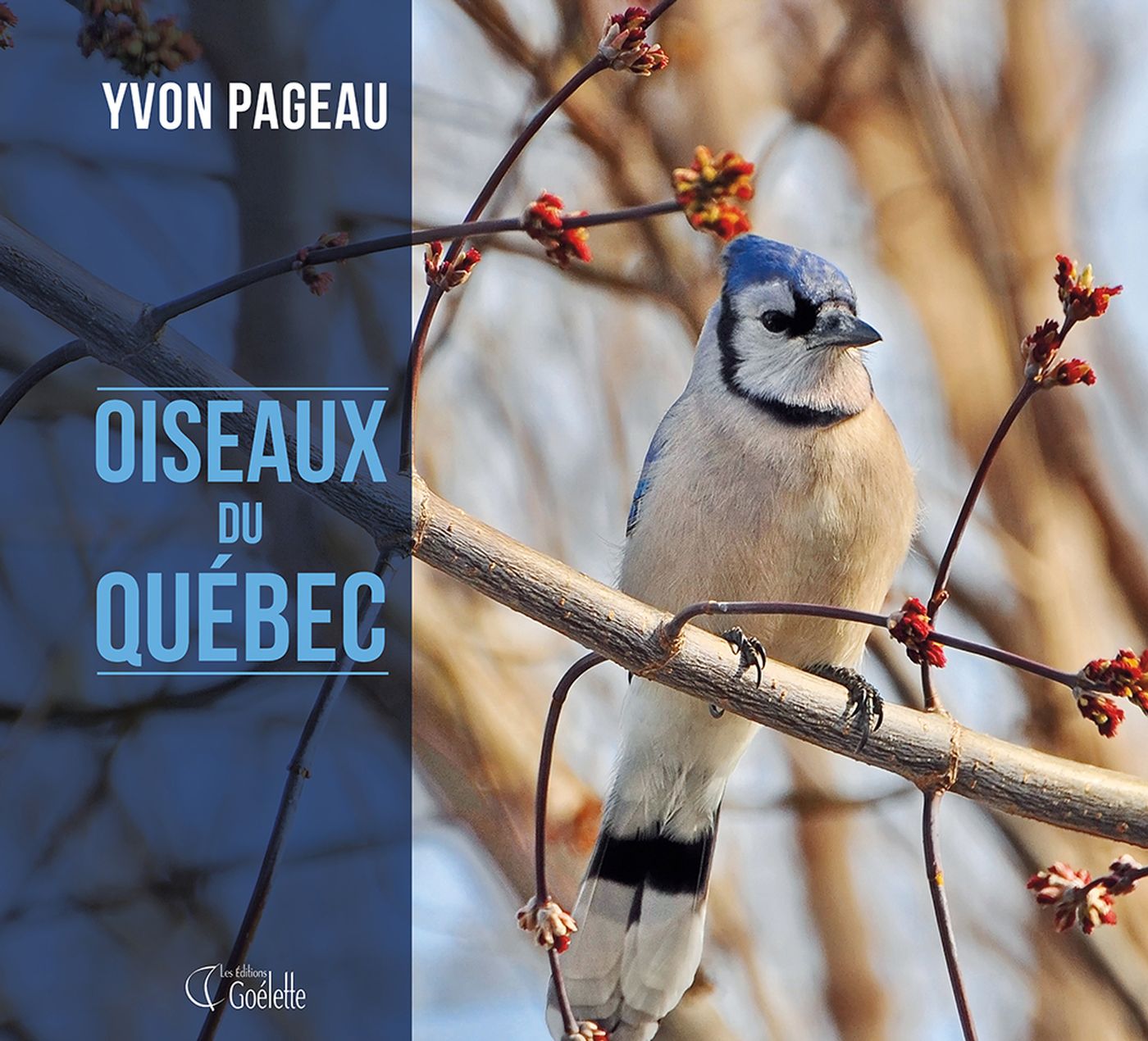 Livre Oiseaux du québec (Yvon Pageau) (Livre d'occasion) - ISBN 2896909273