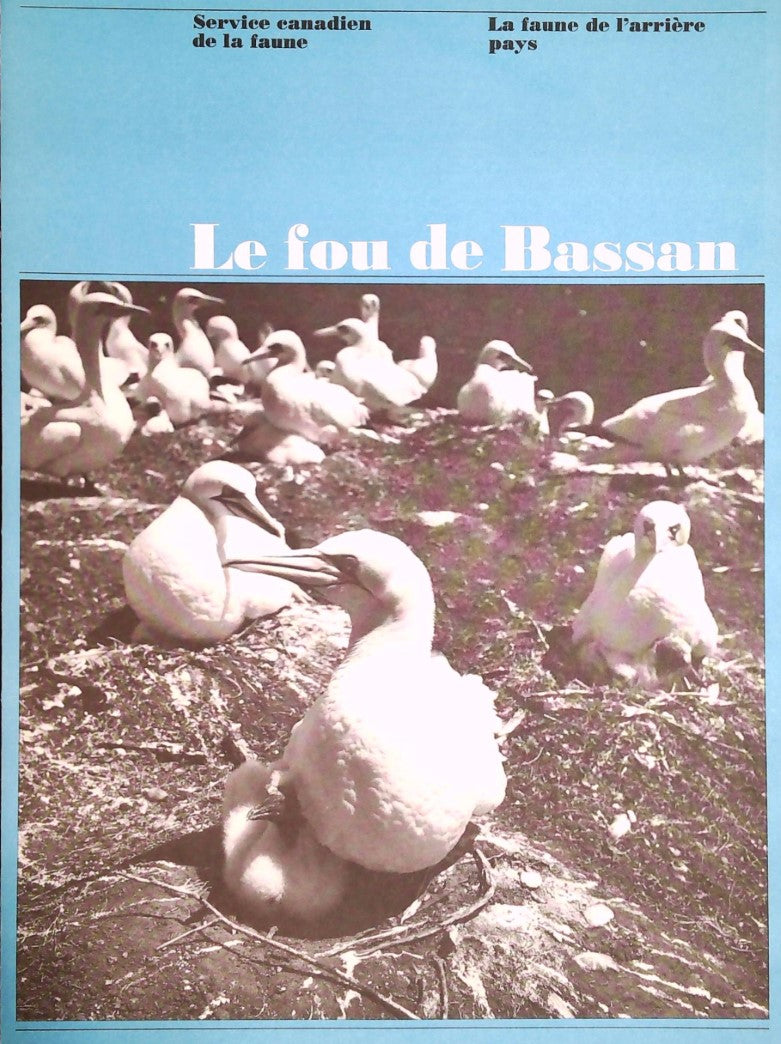 La faune de l'arrière pays : Le fou de Bassan - Service canadien de la Faune