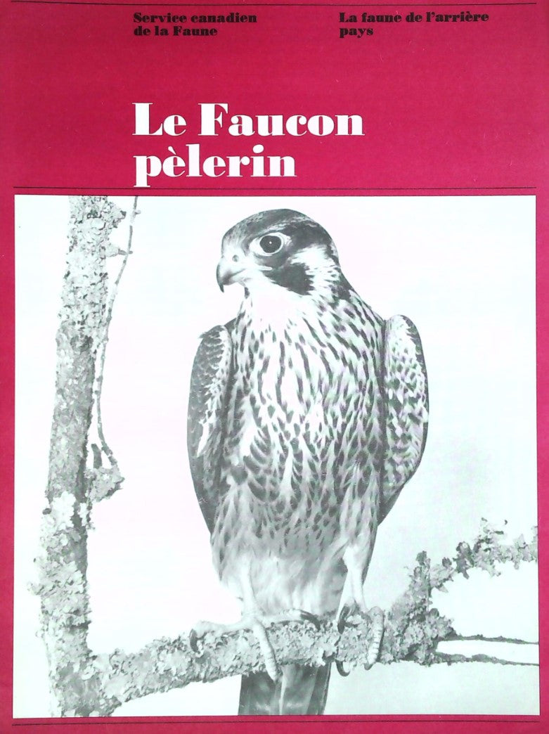 La faune de l'arrière pays : Le faucon pèlerin - Service canadien de la Faune