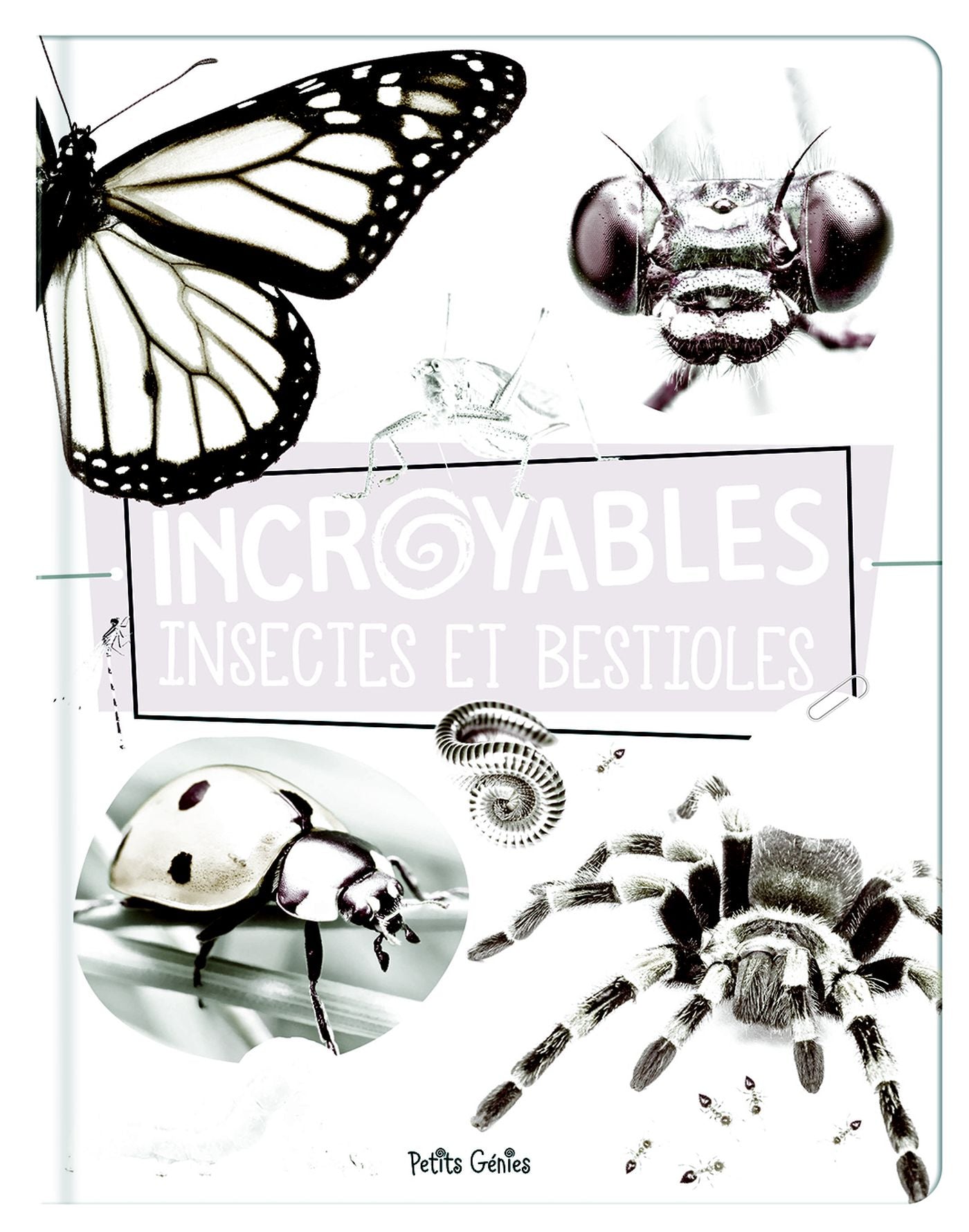 Incroyables insectes et bestioles - Danielle Robichaud